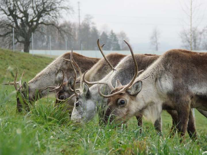 Reindeer trekking in the Zurich wine country