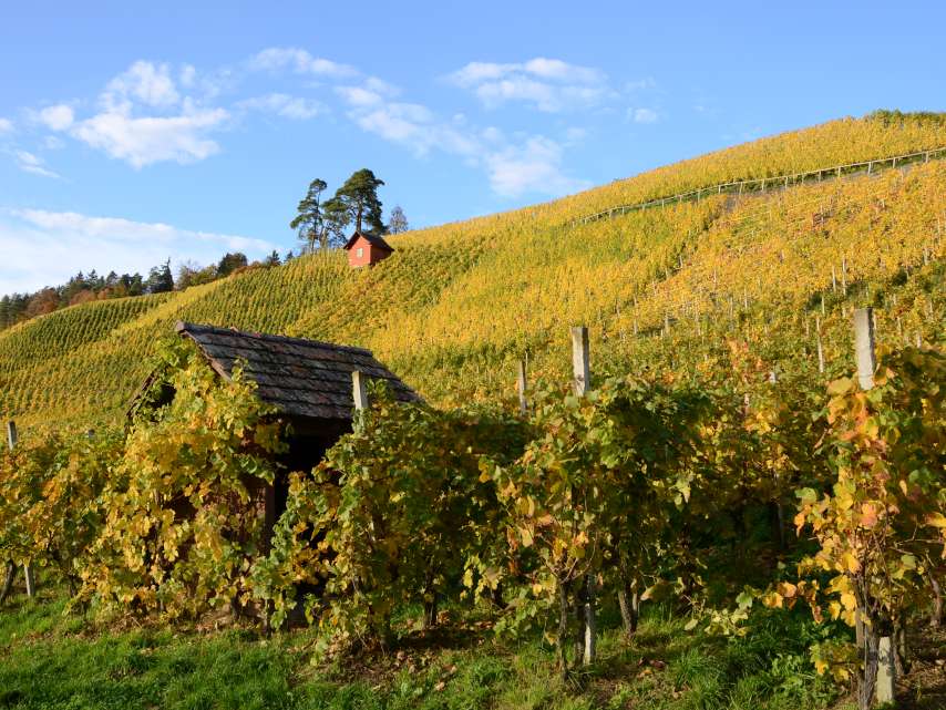 Zurich wine country Zurich wine country