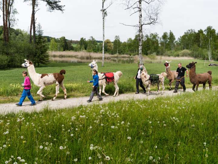 Llama Trekking Marthalen
