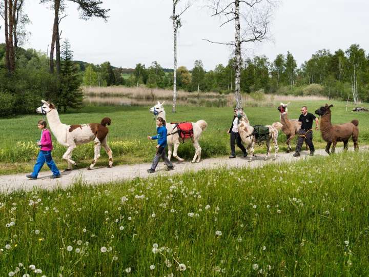 Llama Trekking Marthalen
