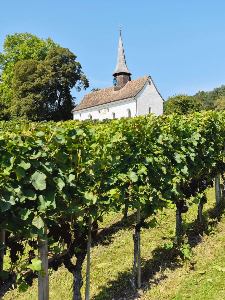 5 wine producers from the Winterthur region