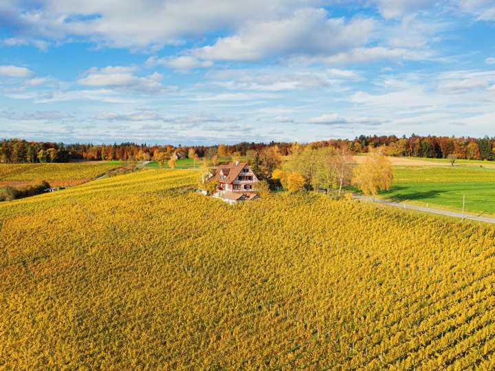 Wine trails in the Zurich wine country