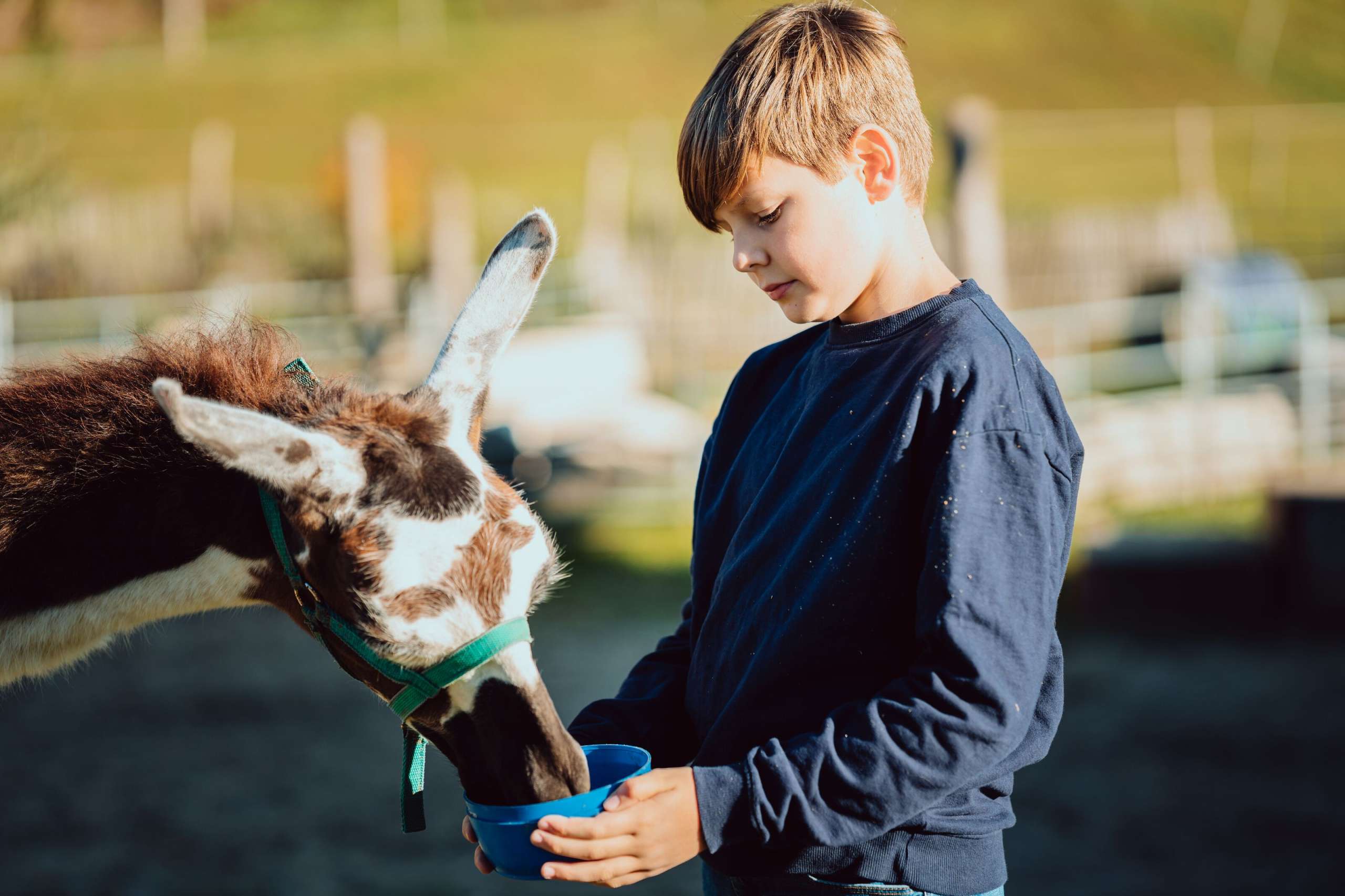 Wyland Usziit Lama Trekking Fall 2023 farm, children, walk, outdoor, Wyland Usziit, experience