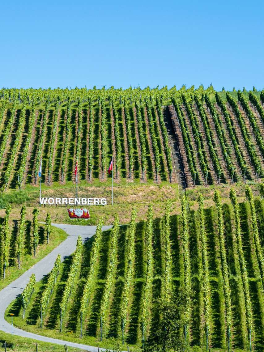 The wine trails of the Zurich wine country