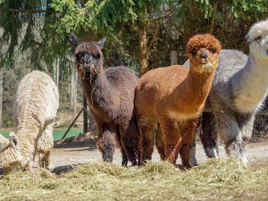 Alpaca Farm 